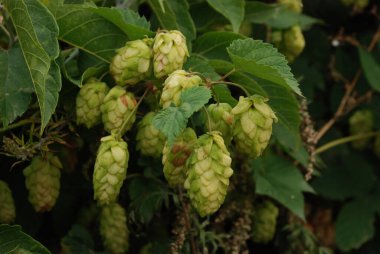Common hop (Humulus lupulus).Hops are ordinary