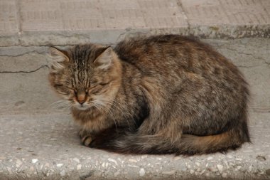 Kedi kedisi (Latince Felis Silvestris catus), kedigiller (Felis) familyasından bir kedi türü.)