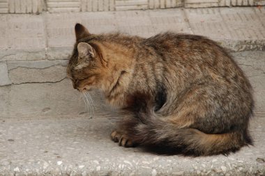 Kedi kedisi (Latince Felis Silvestris catus), kedigiller (Felis) familyasından bir kedi türü.)