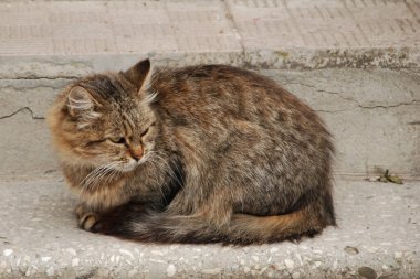 Kedi kedisi (Latince Felis Silvestris catus), kedigiller (Felis) familyasından bir kedi türü.)