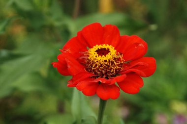 Zinnia (lat. Znnia, Asteraceae familyasının yıllık ve daimi bitki cinsi.
