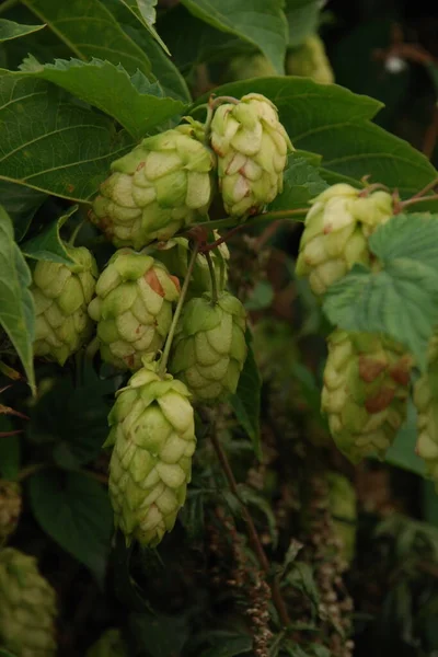 Common hop (Humulus lupulus).Hops are ordinary