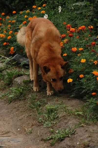 Σκύλος Οικόσιτος Σκύλος Canis Lupus Familiaris Canis Familiaris — Φωτογραφία Αρχείου