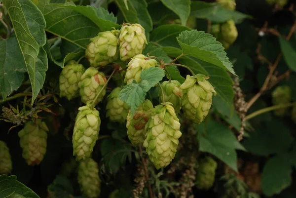 Common hop (Humulus lupulus).Hops are ordinary