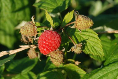 Avrupa ahududu, sıradan ahududu veya basitçe ahududu (lat. Rbus ideus)