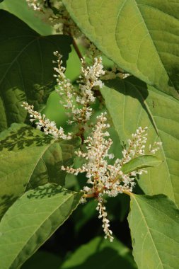 Reynotria japnica (lat. Reynotria japnica)  