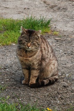 Kedi kedisi (Latince Felis Silvestris catus), kedigiller (Felis) familyasından bir kedi türü.)