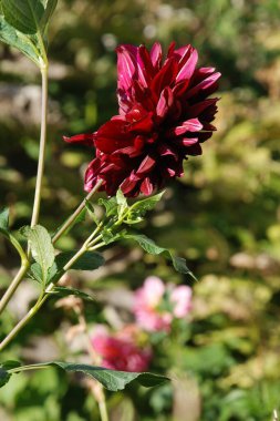  Çalı şakayığı (Paeonia kadın hakları savunucusu)
