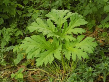 Borschivnik Sosnowski (Heracleum sosnowskyi Manden.)