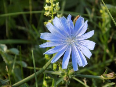 Centaurea, Saster familyasından bir bitki cinsidir.