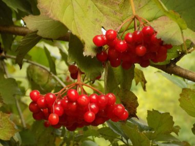 Kalina (Viburnum) is a genus of plants of the tansy family          