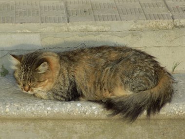 Kedi kedisi (Latince Felis Silvestris catus), kedigiller (Felis) familyasından bir kedi türü.)