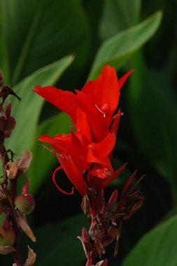 Canna, kana (Canna) is a single genus of plants of the monotypic Cannaceae family 