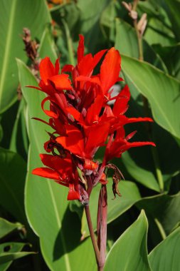 Canna, kana (Canna), Cannaceae familyasından tek bir bitki cinsidir. 