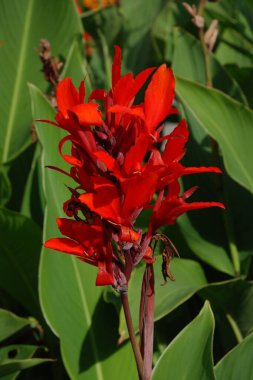Canna, kana (Canna), Cannaceae familyasından tek bir bitki cinsidir. 