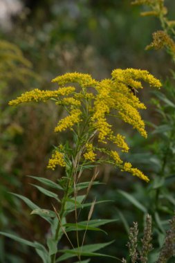 Golden Cowl Canadian (Latin Solidgo canadnsis), bloom, family astropeus, flowers, general view, genus goldenrod, green, leaves, or composite, taç yaprakları, plant, weed, wild, yellow