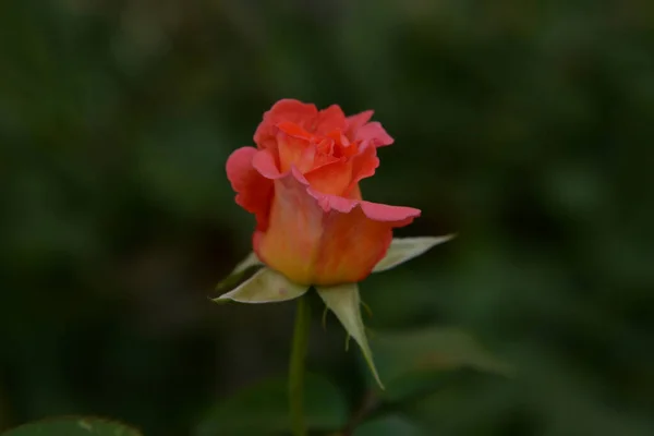 Роза Род Культурная Форма Растений Семейства Розовых — стоковое фото