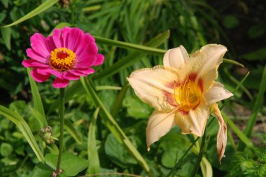 Lily (Lilium, Ukrayna halk ismi Lily) ve zinya (lat. Znnia, Asteraceae familyasının yıllık ve daimi bitki cinsi.