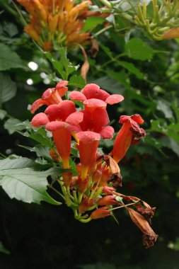 Campsis, Bignoniaceae (Bignoniaceae) familyasından bir yaprak sarmaşığı cinsidir.)