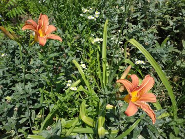 Lily (Lilium, Ukraynalı halk ismi Lily)