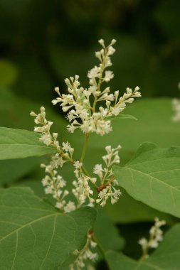 Reynotria japnica (lat. Reynotria japnica)  