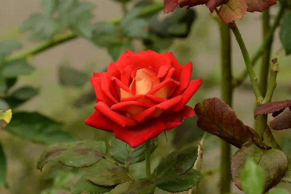 Rose Rosa はバラ科の植物の属と文化形態です — ストック写真