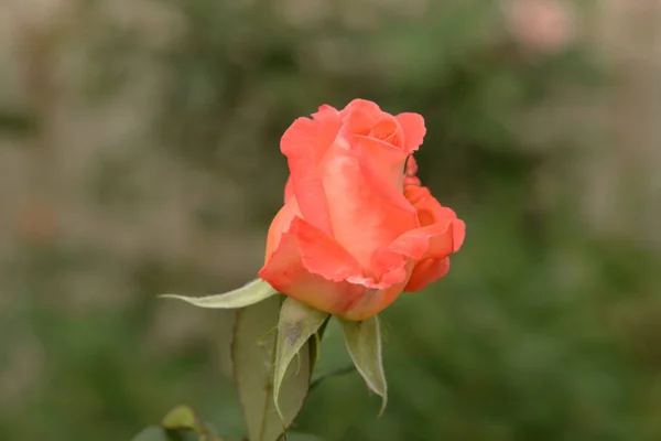 Rose Rosa Ist Eine Gattung Und Kulturform Der Rosengewächse — Stockfoto