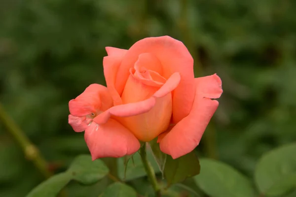 Rose Rosa Genus Cultural Form Plants Rose Family — Stock Photo, Image