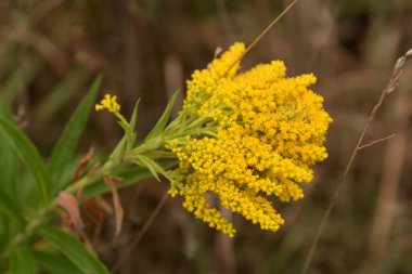 Golden Cowl Canadian (Latin Solidgo canadnsis), bloom, family astropeus, flowers, general view, genus goldenrod, green, leaves, or composite, taç yaprakları, plant, weed, wild, yellow