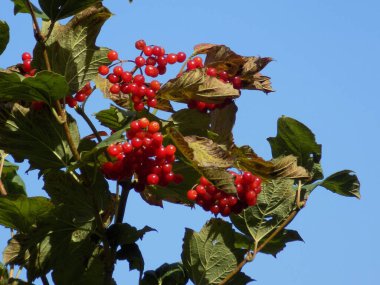 Kalina (Viburnum), Tansy familyasından bir bitki cinsidir.