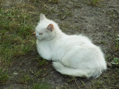 Kedi kedisi (Latince Felis Silvestris catus), kedigiller (Felis) familyasından bir kedi türü.)