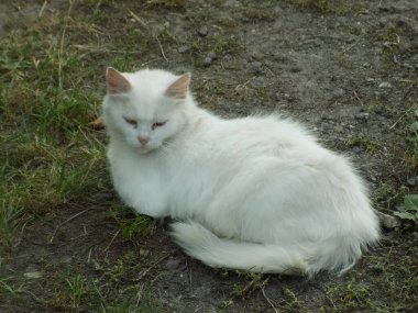 Kedi kedisi (Latince Felis Silvestris catus), kedigiller (Felis) familyasından bir kedi türü.)