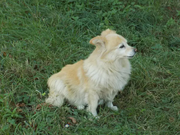Cão Cão Doméstico Canis Lupus Familiaris Canis Familiaris — Fotografia de Stock