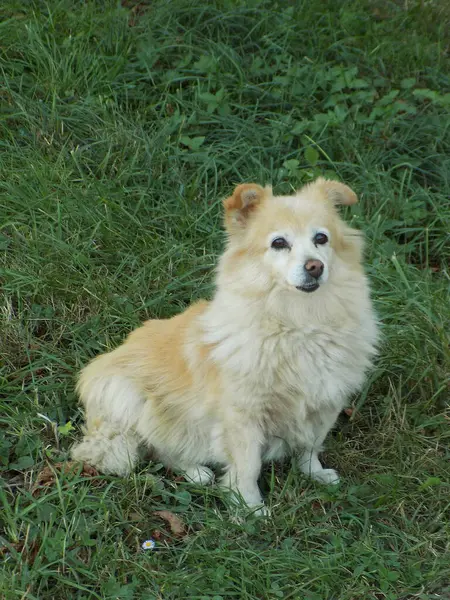 Perro Perro Doméstico Canis Lupus Familiaris Canis Familiaris —  Fotos de Stock