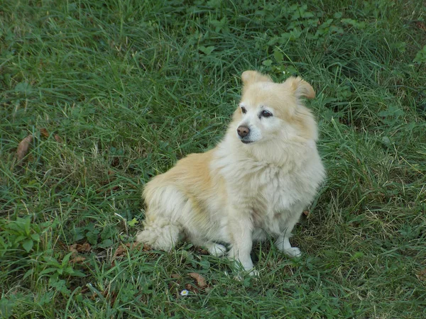 Perro Perro Doméstico Canis Lupus Familiaris Canis Familiaris —  Fotos de Stock