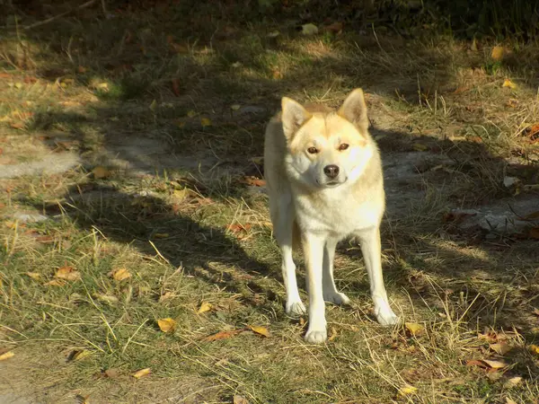 Köpek Evcil Köpek Canis Lupus Familiaris — Stok fotoğraf