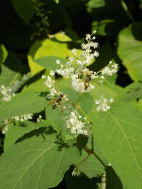 Reynotria japnica (lat. Reynotria japnica)  