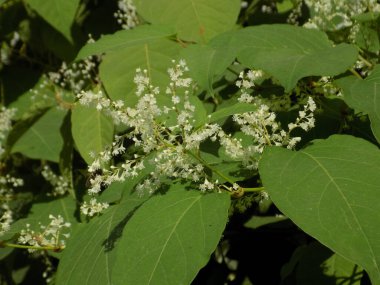 Reynotria japnica (lat. Reynotria japnica)  