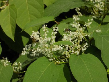 Reynotria japnica (lat. Reynotria japnica)            