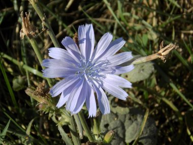 Centaurea, Saster familyasından bir bitki cinsidir.