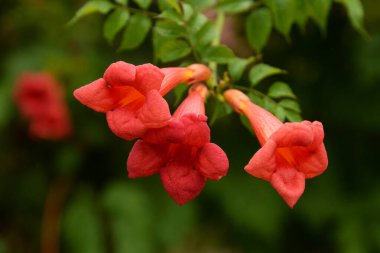 Campsis, Bignoniaceae (Bignoniaceae) familyasından bir yaprak sarmaşığı cinsidir.)