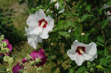 Malva, veya mallow (lat. Mlva)    