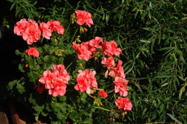 Pelargonium (Pelargonium L'Hr.) Sardunya familyasından bir bitki cinsi..