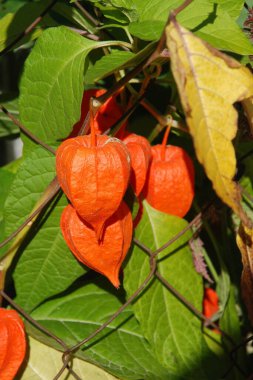 Physalis (Physalis), kedigiller (Felidae) familyasından bir bitki türü.. 