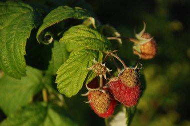 Avrupa ahududu, sıradan ahududu veya basitçe ahududu (lat. Rbus ideus)