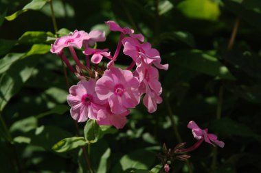 Phlox (lat. Phlox, Polemoniaceae familyasından güzel çiçekli bir bitki cinsidir..
