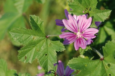 Forest mallow, forest mallow, common mallow, zensiver (lat. Malva sylvestris L., Malva grossheimii Schischk.)