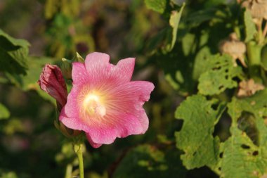 Malva, veya mallow (lat. Mlva)    