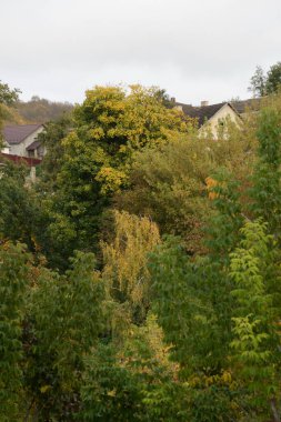 Eski karışık sonbahar ormanı. Eski karışık sonbahar ormanı. Birch (Btula), huş ağacından (Betulaceae) yaprak döken ağaçların ve çalıların bir cinsidir.) 
