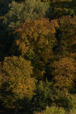 Eski karışık sonbahar ormanı. Eski karışık sonbahar ormanı. Birch (Btula), huş ağacından (Betulaceae) yaprak döken ağaçların ve çalıların bir cinsidir.) 